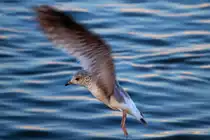 Eine M�we schwingt sich aus dem Wasser. - 25.01.2013
