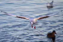 Eine M�we setzt zur Wasserlandung an. - 25.01.2013