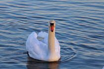 Ein Schwan auf der noch nicht zugefrorenen Wasserflche des Stettiner Haffs. - 25.01.2013