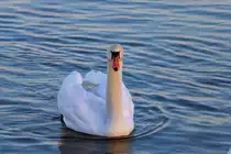 Ein Schwan auf der noch nicht zugefrorenen Wasserfl�che des Stettiner Haffs. - 25.01.2013