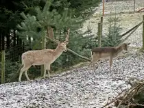 Damwild in einem Wildgehege bei Papstdorf. 03.02.2013