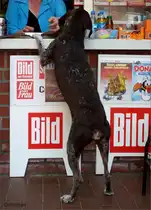 Jagdhund beim Einkauf am Kiosk. Aufnahmedatum 2011-07