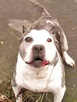 Jetzt bin ich aber b�se,gib sofort den Fotoaparat her und hau ab!Thyson hat alles im griff.Kempen am 08.03.2012 bei Fa.Schliesing.