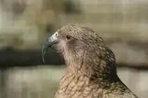 Kopfansicht von einem Neuseel�ndischen Papagei. Kea am 30.3.2008 in Stuttgart.