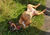 Nach der hei�en Runde um den Elfrather See bin ich v�llig fratze!Schr�der macht mal Pause.