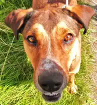 Kommt aus dem Aparat jetzt ein Leckerlie???Schr�der hat eins bekommen.