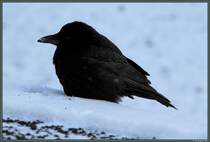 Eine Rabenkrhe im Schnee. (20.01.2013)
