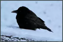 Eine Rabenkr�he im Schnee. (20.01.2013)