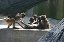 Was soll man zu diesem Bild schreiben. Affenschule, oder der junge Dschelada wird von der Mutter zusammengeschissen, oder �fft er nur dem Gro�en nach um cool zu sein. Stuttgart 30.3.2008.