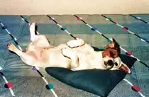 Ich war immer ein  lieber  Hund.Pucki (M�rz 1986-April 2000).