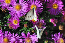 Falter auf einer Blte - 16.09.2012