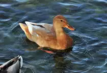 Stockente (sie schwamm auf jeden Fall mit Stockenten-Horde) mit sch�ner Farbzeichnung im Z�lpicher See - 22.10.2012