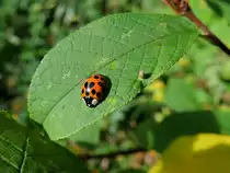 Marienk�fer (Coccinellidae)sucht auf einem Blatt nach Nahrung; 121014