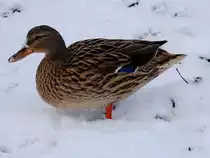 Stockentendame (Anas), stapft durch den Schnee; 130207