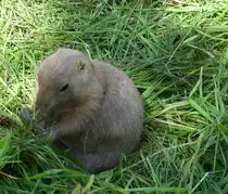 Schwarzschwanz-Pr�riehund