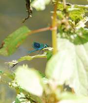Im Niersgrnzug bei Schlo Rheydt konnte ich diesen sonst so quirlligen Gesellen mal in Ruheposition ablichten, was seiner Schnheit nicht abtrglich ist. 10.6.2012