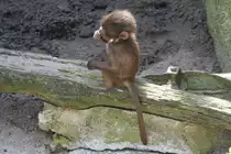 Dieser kleine Dschelada tr�umt alleine vor sich hin. Stuttgart 30.3.2008.