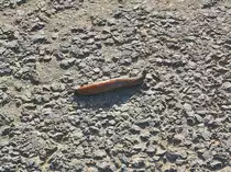 Holla du Depp, huppe ruhig, ich kann echt nicht schneller. Ich habe mehr Haftung mit Schleim als du mit Rennslicks. Nacktschnecke �berquert einen geteerten Feldweg im Selfkant. 30.9.2012