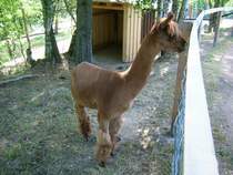 Alpaka Ort nicht bekannt!