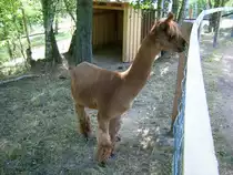 Alpaka Ort nicht bekannt!