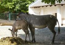Zebra in Berlin.