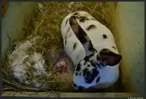 Mein erstes Bild bei tier-fotos.eu widme ich unserer H�sin  Jacky . Am 28. Januar 2013 brachte sie vier junge zur Welt. 
Das Foto entstand einige Tage sp�ter am 1. Februar 2013 und zeigt die noch junge Mutter und ihre kleinen...
Namensvorschl�ge f�r die jungen Hasen werden dankend angenommen!