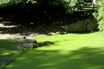 Zwerflusspferd in Berlin.