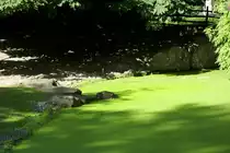 Zwerflusspferd in Berlin.