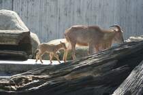 Ein Mhnenspringer (Ammotragus lervia) mit Nachwuchs, welche zusammen mit den Dscheladas auf einer Anlage leben, am 30.3.2008 in Stuttgart.