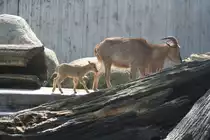 Ein M�hnenspringer (Ammotragus lervia) mit Nachwuchs, welche zusammen mit den Dscheladas auf einer Anlage leben, am 30.3.2008 in Stuttgart.