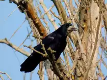 Saatkr�he(Corvus frugilegus), schl�gt hoch droben im Baum Alarm; 121114