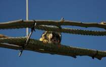 Totenkopfaffe in Dnemark.
