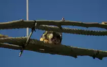 Totenkopfaffe in D�nemark.