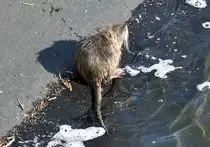 Bisamratte beim Sonnenbad am Ufer der Steinbachtalsperre - 10.02.2013