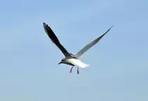 M�we im Anflug zur Landung am Rheinufer in Bonn - 20.10.2012