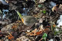 Rotkehlchen im Wald an der Steinbachtalsperre - 10.02.2013