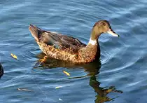 Stockente, ungew�hnlich gro�, im Z�lpicher See - 22.10.2012