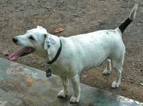 So,der Ball ist platt gebissen,der Lappen hngt zum Hals heraus,wo bekomme jetzt  schnell einen neuen her??? Hacki am  23.Juli 2012 in Vennikel. 