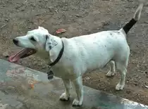 So,der Ball ist platt gebissen,der Lappen h�ngt zum Hals heraus,wo bekomme jetzt  schnell einen neuen her??? Hacki am  23.Juli 2012 in Vennikel. 