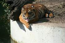 In der warmen Sonne lt es sich gut gehen. Sumatra-Tiger (Neofelis tigris sumatrae) am 30.3.2008 in der Wilhelma.