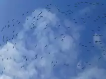 Luxemburg, Schouweiler, europ�ische Kraniche auf der Reise von S�den (S�deuropa und zum Teil Nordafrika)nach Norden(Brutgebiete). Die Kraniche kreisen hier und nutzen die Thermik um H�he zu gewinnen. Danach bilden die V�gel wieder eine Keilformation und fliegen weiter. 05.03.2013