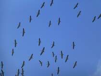 Luxemburg, Schouweiler, europische Kraniche auf der Reise von Sden (Sdeuropa und zum Teil Nordafrika)nach Norden(Brutgebiete). Die Kraniche kreisen hier und nutzen die Thermik um Hhe zu gewinnen. Danach bilden die Vgel wieder eine Keilformation und fliegen weiter. 05.03.2013