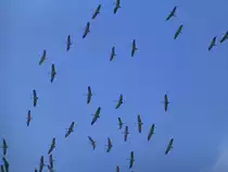 Luxemburg, Schouweiler, europ�ische Kraniche auf der Reise von S�den (S�deuropa und zum Teil Nordafrika)nach Norden(Brutgebiete). Die Kraniche kreisen hier und nutzen die Thermik um H�he zu gewinnen. Danach bilden die V�gel wieder eine Keilformation und fliegen weiter. 05.03.2013