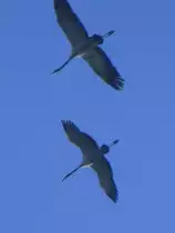 Luxemburg, Schouweiler, europ�ische Kraniche auf der Reise von S�den (S�deuropa und zum Teil Nordafrika)nach Norden(Brutgebiete). Die Kraniche kreisen hier und nutzen die Thermik um H�he zu gewinnen. Danach bilden die V�gel wieder eine Keilformation und fliegen weiter. 05.03.2013