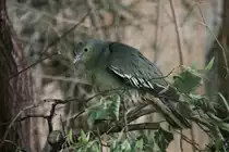 Fr�hlingstaube (Treron vernans) am 26.6.2010 im Leipziger Zoo.