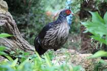 Weihaubenfasan (Lophura leucomelanos hamiltonii) am 26.6.2010 im Leipziger Zoo.