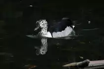 Altwelt-H�ckerglanzente (Sarkidiornis melanotos melanotos) am 26.6.2010 im Leipziger Zoo.