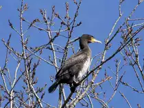Ein Kormoran auf einem Baum in ca. 15 m H�he �ber dem Fl�sschen Ilmenau zwischen Bardowick und L�neburg, 06.03.2013 - (1)
