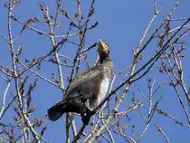 Ein Kormoran auf einem Baum in ca. 15 m H�he �ber dem Fl�sschen Ilmenau zwischen Bardowick und L�neburg, 06.03.2013 - (2)
