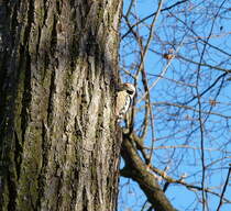 Ein Buntspecht bei der Futtersuche. Sein Speiseplan kann in der nchsten Zeit mehr und mehr durch Insekten erweitert werden. Foto:04.03.2013 